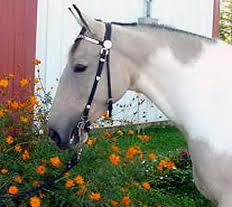 Spotted Saddle Horse